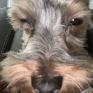 Meet your Posher, Anthonyplyo